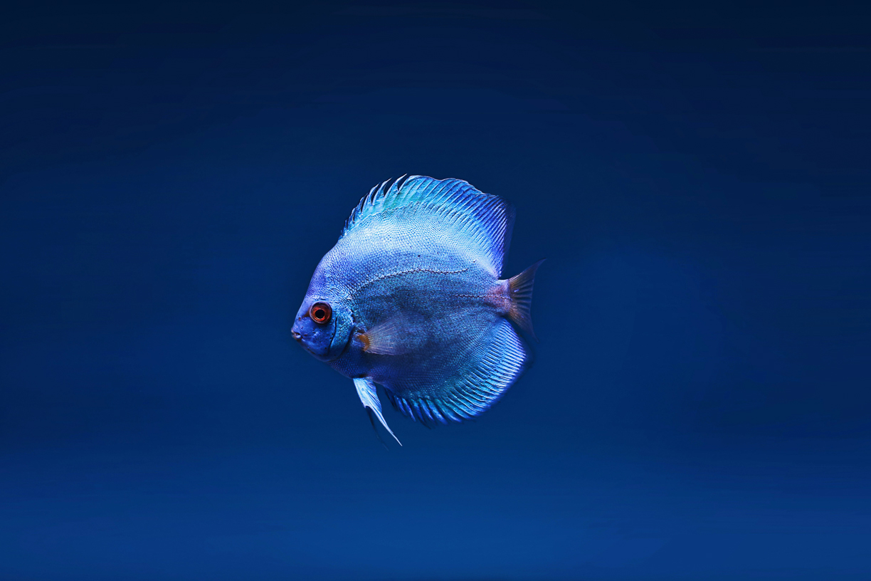 A single blue disk fish on a deep blue background